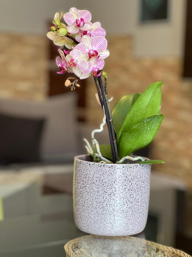 Dorina Wellness Apartman Siófok Exterior foto